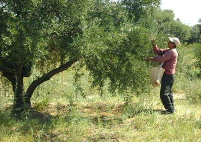 OLIVARES DE LA RIOJA - FINCA 13