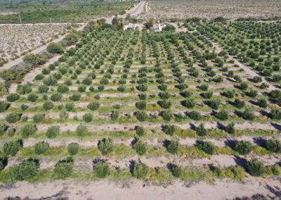 OLIVARES DE LA RIOJA - FINCA 2