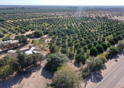 OLIVARES DE LA RIOJA - FINCA 4